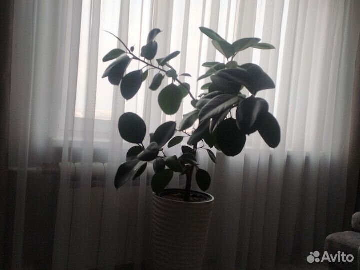 Фикус каучуконосный большой