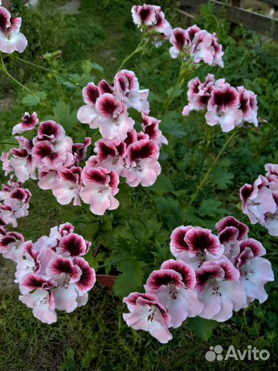 Пеларгонии сортовые