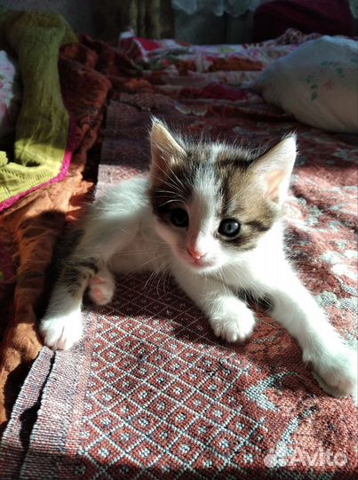 Отдам котенка в добрые руки