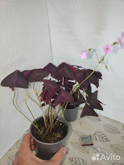 Кислица оксалис