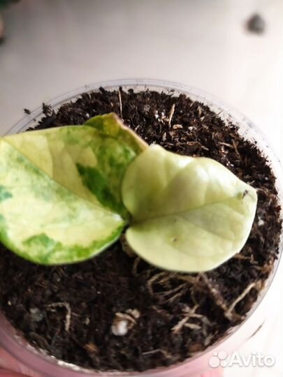 Замиокулькас вариегатный