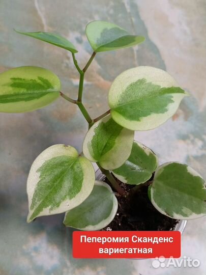 Часть 2 комнатные цветы