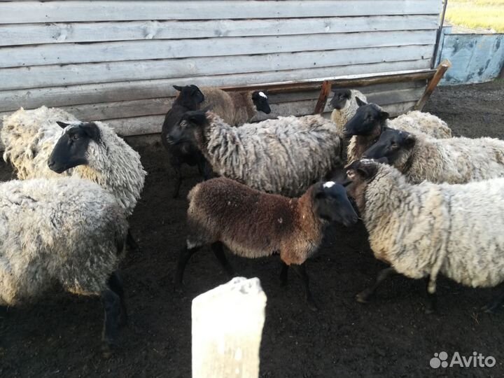 Бараны романовской породы