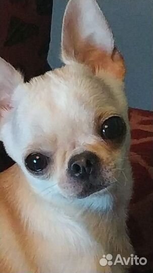 Вязка Чихуахуа