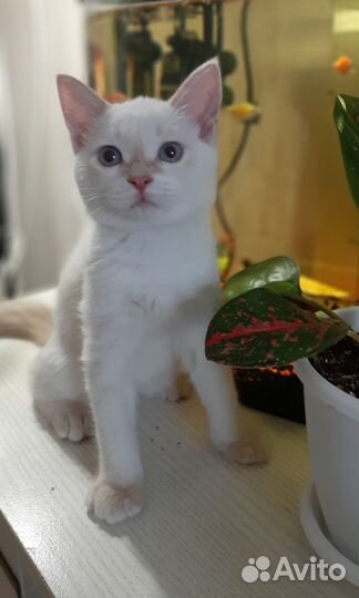 Кошка в дар бесплатно