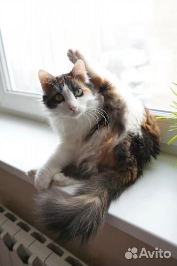 Кошка в дар