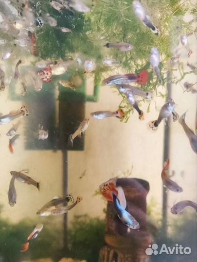 Аквариумные рыбки: пецилии, моллинезии, креветки