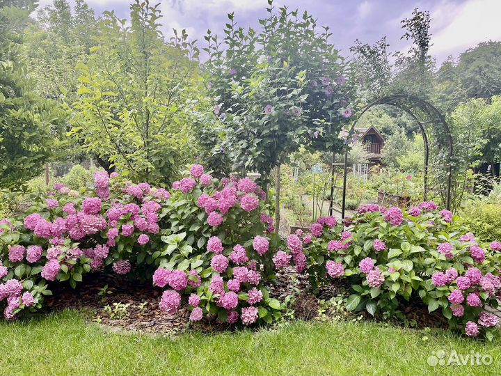 Гортензия крупнолистная саженцы