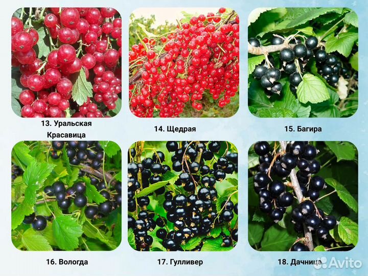 Саженцы Смородины, Смородина