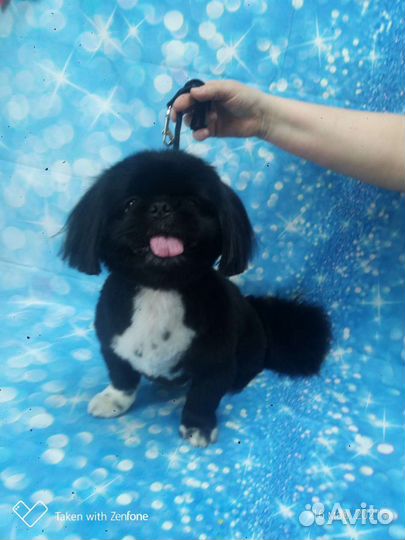 Стрижка животных(груминг)