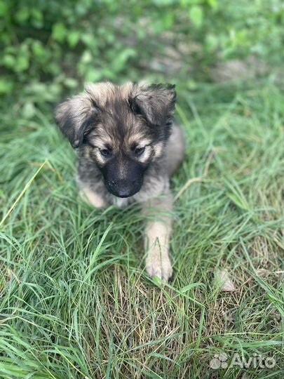 Щенки в добрые руки бесплатно