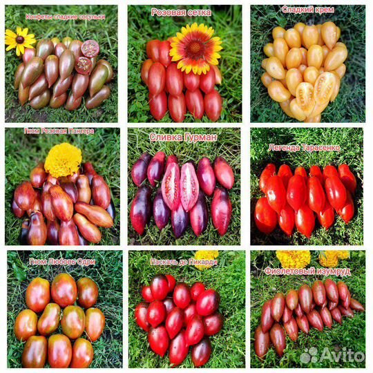 Семена коллекционных томатов