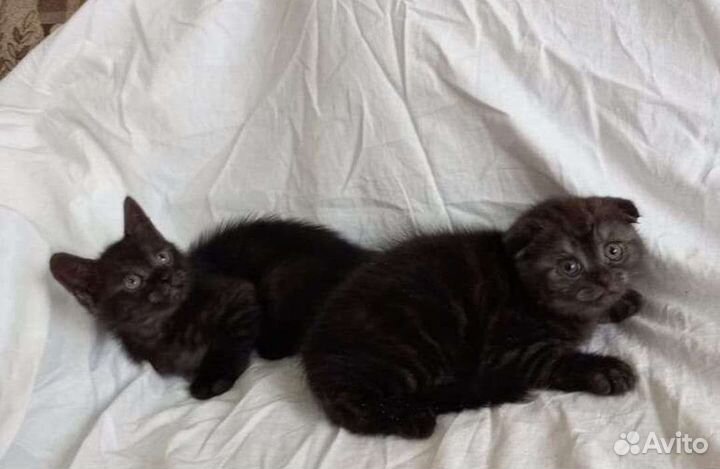 Шотландские котята