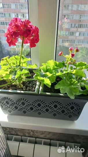 Пеларгония герань