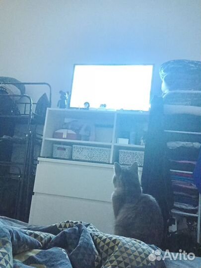 Кошка, которая любит смотреть телевизор. Отдаю