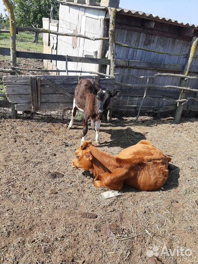 Продам быков