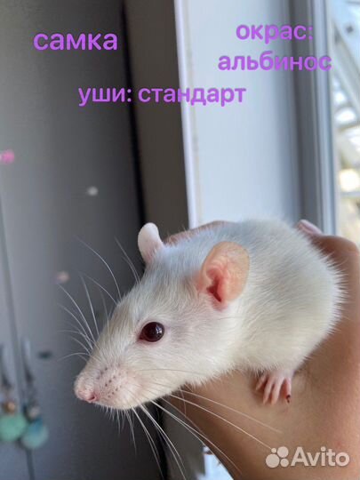 Декоративные крысята
