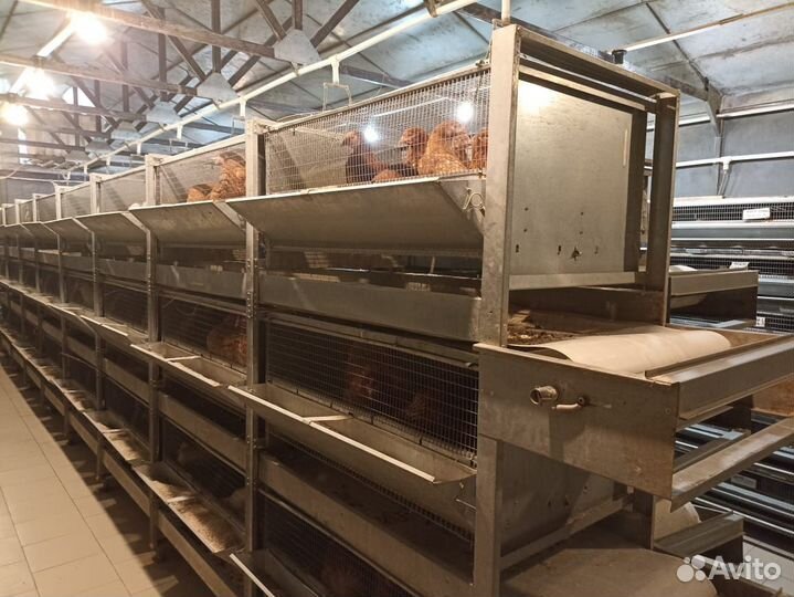 Купить Ленточная система пометоудаления - Оборудование для птицеферм от ПрАО «завод «Нежинсельмаш»