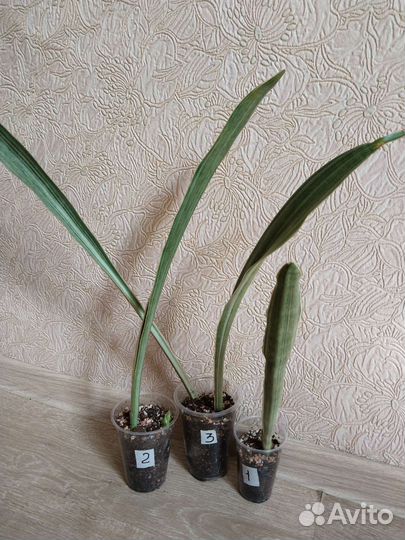 Сансевиерия сортовая,добавлены новые сансы