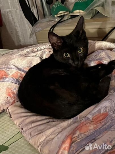 Мальчишка в добрые руки