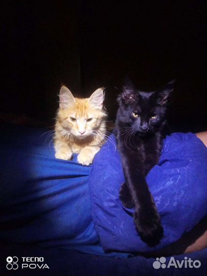 Котята мейн кунята