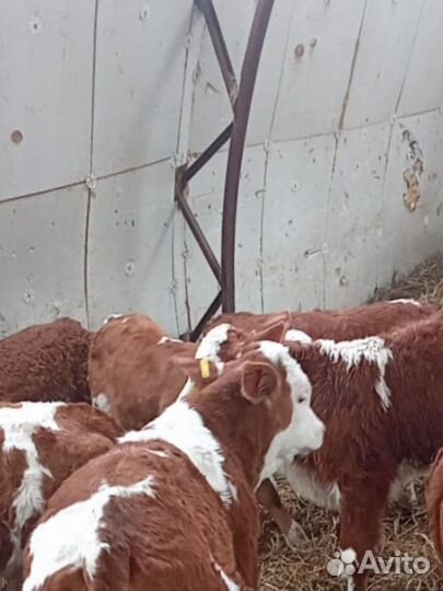 Телята Бычки сименталы