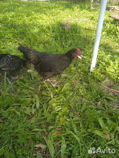 Петушки молодые 4 месяца