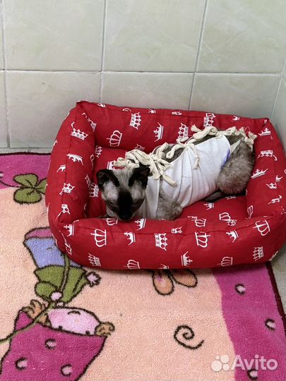 Девон-рекс взрослая кошка