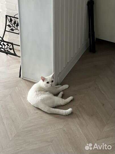 Шотландский кот