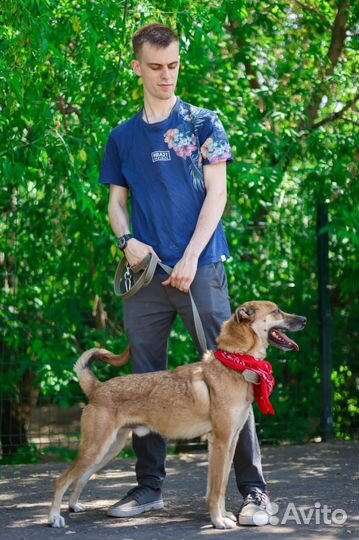 Собака Бивис активный и добрый из приюта