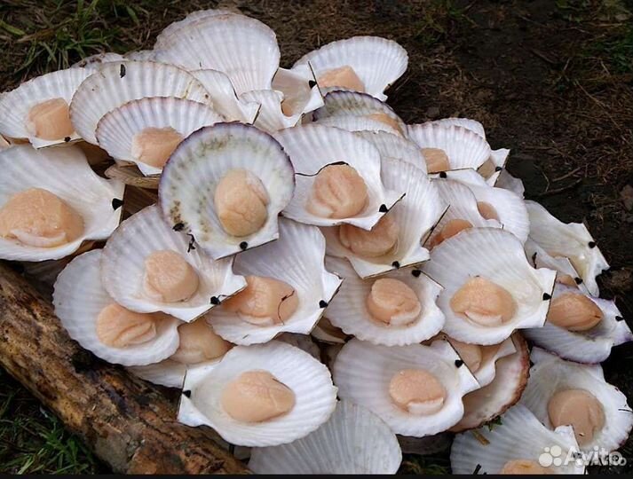 Живые морепродукты