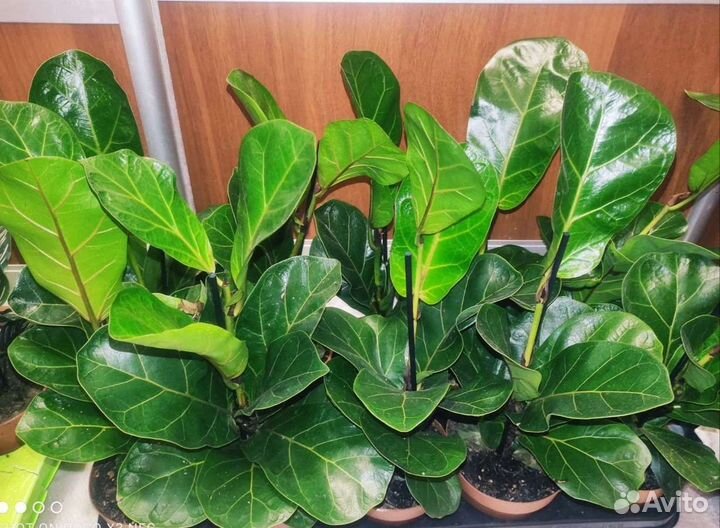 Лирато бамбино фикусы