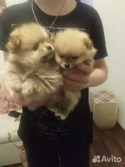 Шпицы мальчики и девочки. Доставка из Челябинска