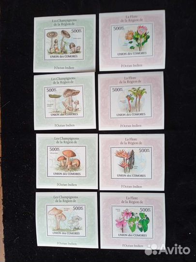 Коморы морская фауна чистые