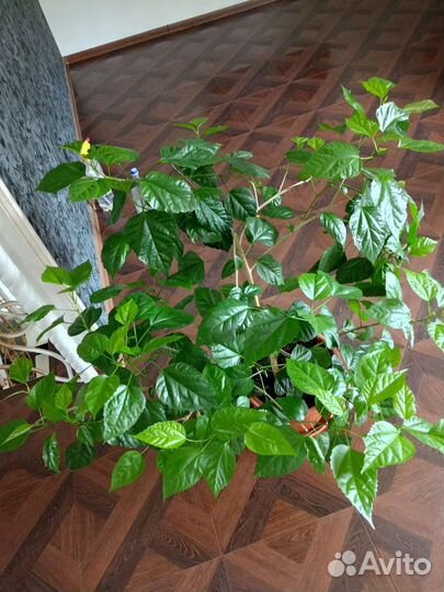 Гибискус китайская роза