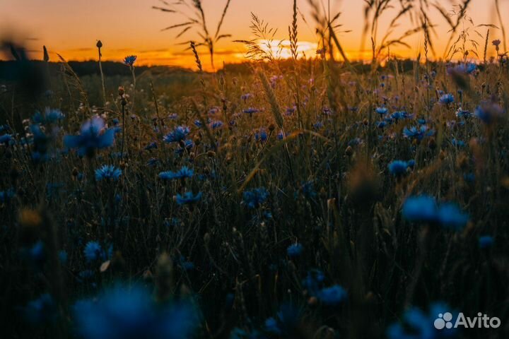 Картина сухой пастелью на холсте. 