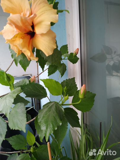 Гибискус китайская роза