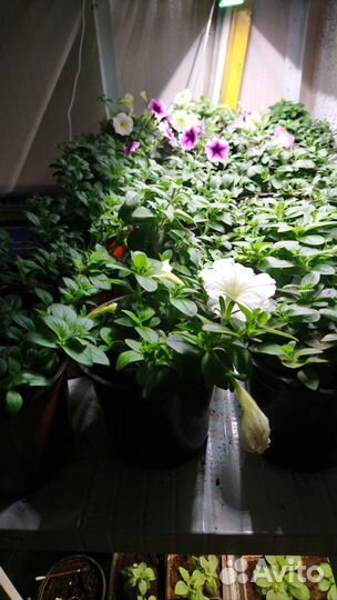 Рассада петунии ампельной, Тайдал