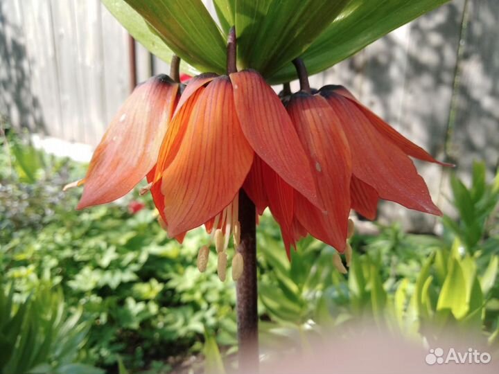 Сирень саженцы, многолетние садовые цветы