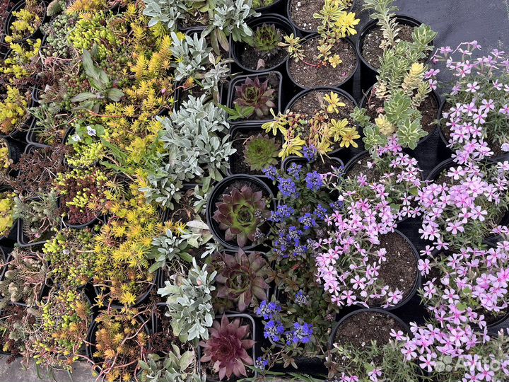 Почвопокровные растения, травы