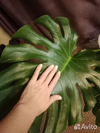 Монстера деликатесная