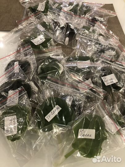 Набор новичка черенков сортовых фиалок