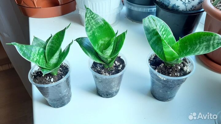 Сансевиерия ханни Гилд Эйдж