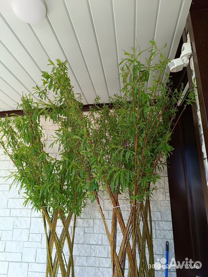 Плетеное дерево