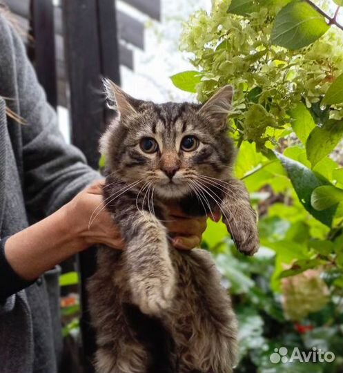 Пушистый котик сибиряк