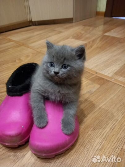 Британские котята