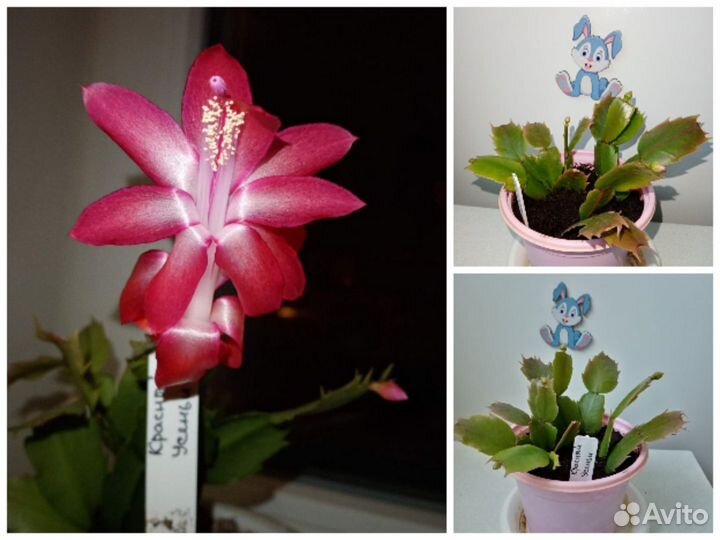 Шлюмбергеры с бутонами