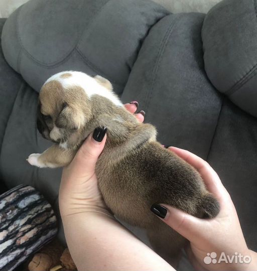 Английский бульдог