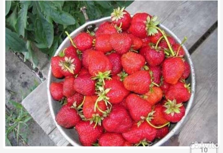 Клубника Азия,Лорд,Мальвина