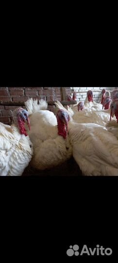 Инкубационное яйцо индейки